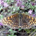 Ehrenpreis-Scheckenfalter, Nickerls Scheckenfalter, Grasheiden-Scheckenfalter (Melitaea aurelia)

Roten Liste: u.a. NRW Gefährdungsstatus 2 = stark gefährdet