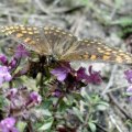 Ehrenpreis-Scheckenfalter, Nickerls Scheckenfalter, Grasheiden-Scheckenfalter (Melitaea aurelia)

Roten Liste: u.a. NRW Gefährdungsstatus 2 = stark gefährdet