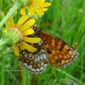 Ehrenpreis-Scheckenfalter, Nickerls Scheckenfalter, Grasheiden-Scheckenfalter (Melitaea aurelia)

Roten Liste: u.a. NRW Gefährdungsstatus 2 = stark gefährdet