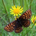 Ehrenpreis-Scheckenfalter, Nickerls Scheckenfalter, Grasheiden-Scheckenfalter (Melitaea aurelia)

Roten Liste: u.a. NRW Gefährdungsstatus 2 = stark gefährdet