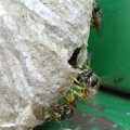 Mittlere Wespe oder Kleine Hornisse (Dolichovespula media) im Hochstand