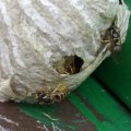 Mittlere Wespe oder Kleine Hornisse (Dolichovespula media) im Hochstand