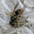 Mittlere Wespe oder Kleine Hornisse (Dolichovespula media) im Hochstand