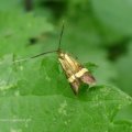 Degeers Langfühler (Nemophora degeerella), auch Gebänderte Langhornmotte, Weibchen