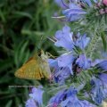 Rostfarbiger Dickkopffalter (Ochlodes sylvanus) mit herausgestecktem Saugrüssel