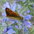 Rostfarbiger Dickkopffalter (Ochlodes sylvanus)