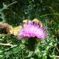 Komma-Dickkopffalter  (Hesperia comma) Rote Liste BRD: 3 (gefährdet) und eine Biene auf einer Gewöhnlichen Kratzdistel (Cirsium vulgare, auch Cirsium lanceolatum), auch Lanzett-Kratzdistel