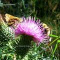 Komma-Dickkopffalter  (Hesperia comma) Rote Liste BRD: 3 (gefährdet) und eine Biene auf einer Gewöhnlichen Kratzdistel (Cirsium vulgare, auch Cirsium lanceolatum), auch Lanzett-Kratzdistel