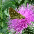 Komma-Dickkopffalter  (Hesperia comma) Rote Liste BRD: 3 (gefährdet)