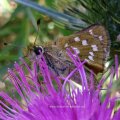 Komma-Dickkopffalter  (Hesperia comma) Rote Liste BRD: 3 (gefährdet)