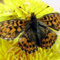 Magerrasen- oder Hainveilchen-Perlmutterfalter (Boloria dia), ein Tagfalter aus der Familie der Edelfalter (Nymphalidae)

Die Raupen ernähren sich von  Veilchen (Viola), Brombeeren (Rubus fruticosus) Himbeere (Rubus idaeus) und Kleiner Brunelle (Prunella vulgaris).