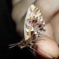 Magerrasen- oder Hainveilchen-Perlmutterfalter (Boloria dia), Flügelunterseite