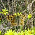 Silbriger Perlmutterfalter oder Kleiner Perlmutterfalter (Issoria lathonia)