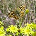 Silbriger Perlmutterfalter (Kleiner Perlmutterfalter) Issoria lathonia