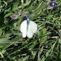 Rapsweißling oder Grünader-Weißling (Pieris napi)