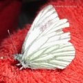 Rapsweißling oder Grünader-Weißling (Pieris napi)