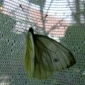 Rapsweißling oder Grünader-Weißling (Pieris napi) im August