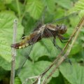 Plattbauch (Libellula depressa), eine Libellenart aus der Familie der Segellibellen (Libellulidae), Weibchen

Sie ernähren sich von im Flug gefangenen Insekten, die sie mit ihren Beinen halten und im Flug auffressen, oder als Ansitzjäger, in dem sie auf Beute lauern. Insekt des Jahres 2001 :D