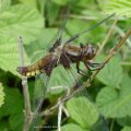 Plattbauch (Libellula depressa), eine Libellenart aus der Familie der Segellibellen (Libellulidae), Weibchen