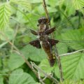 Plattbauch (Libellula depressa), eine Libellenart aus der Familie der Segellibellen (Libellulidae), Weibchen