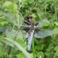 Plattbauch (Libellula depressa), eine Libellenart aus der Familie der Segellibellen (Libellulidae), Männchen