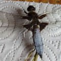 Plattbauch (Libellula depressa), eine Libellenart aus der Familie der Segellibellen (Libellulidae), Männchen