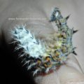 Raupe des C-Falters (Polygonia c-album; Syn.: Nymphalis c-album)