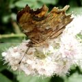 C-Falter (Polygonia c-album; Syn.: Nymphalis c-album)