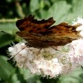 C-Falter (Polygonia c-album; Syn.: Nymphalis c-album)