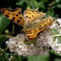 C-Falter (Polygonia c-album; Syn.: Nymphalis c-album)