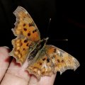 C-Falter (Polygonia c-album; Syn.: Nymphalis c-album)