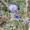 Rotklee-Bläuling (Polyommatus semiargus), auch Violetter Waldbläuling oder Cyaniris semiargus

Rote Liste Baden-Württemberg: V (Vorwarnstufe)