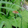 Purpurroter Zünsler (Pyrausta purpuralis)

Zu den Nahrungspflanzen der Raupen gehören Ackerminze (Mentha arvensis), Wasserminze (Mentha aquatica) und Dost (Origanum).

Naturschutzpark Berchtesgadener Land, Juni