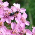 Rapsglanzkäfer (Brassicogethes aeneus)