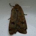 Hausmutter (Noctua pronuba), ein Eulenfalter (Noctuidae)