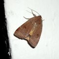 Noctua pronuba (Linnaeus, 1758) Hausmutter