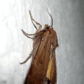 Noctua pronuba (Linnaeus, 1758) Hausmutter