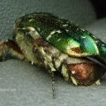 Goldglänzender Rosenkäfer, auch Gemeiner Rosenkäfer (Cetonia aurata), nach der Landung war noch ein Flügel zu sehen

In Deutschland geschützte Käferart,  Insekt des Jahres 2000 :D