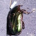 Goldglänzender Rosenkäfer, auch Gemeiner Rosenkäfer (Cetonia aurata), nach der Landung war noch ein Flügel zu sehen

In Deutschland geschützte Käferart, Insekt des Jahres 2000 :D