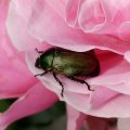 Rosenkäfer sind eine Unterfamilie der Blatthornkäfer (Scarabaeidae)