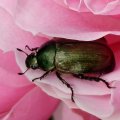 Rosenkäfer sind eine Unterfamilie der Blatthornkäfer (Scarabaeidae)