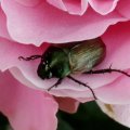 Rosenkäfer sind eine Unterfamilie der Blatthornkäfer (Scarabaeidae)