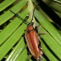 weiblicher Rothalsbock (Stictoleptura rubra; früher Leptura rubra, Corymbia rubra und Aredolpona rubra), auch Roter Halsbock oder Gemeiner Bockkäfer