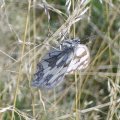 Schachbrett oder auch Damenbrett (Melanargia galathea)