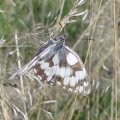 Schachbrett oder auch Damenbrett (Melanargia galathea)