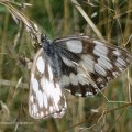 Schachbrett oder auch Damenbrett (Melanargia galathea)