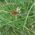 Kleiner Perlmuttfalter (Issoria lathonia)