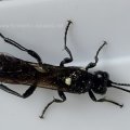 Schlupfwespe - Ichneumonidae
aktiv trotz Eis und Schnee im März 2013