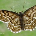 Marmorierter Kleinspanner (Scopula immorata), auch Sandgrauer Heide-Kleinspanner oder Sandgrauer Grasheiden-Kleinspanner im Gegenlicht