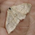 vermutlich ein Breitgebänderter Staudenspanner (Idaea aversata), auch Laub-Kleinspanner oder Mausohr-Spanner